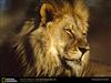 african-lion-male-head.jpg